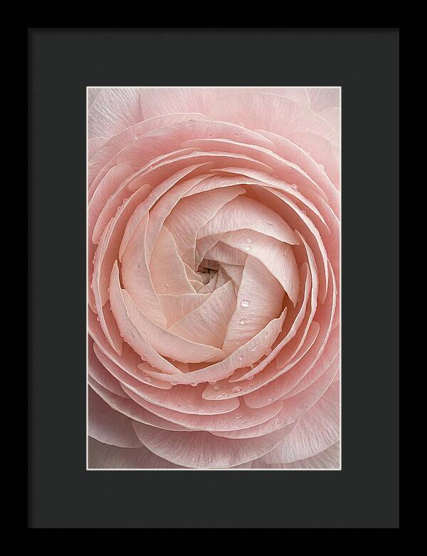 Ranunculus Blossom Elegance