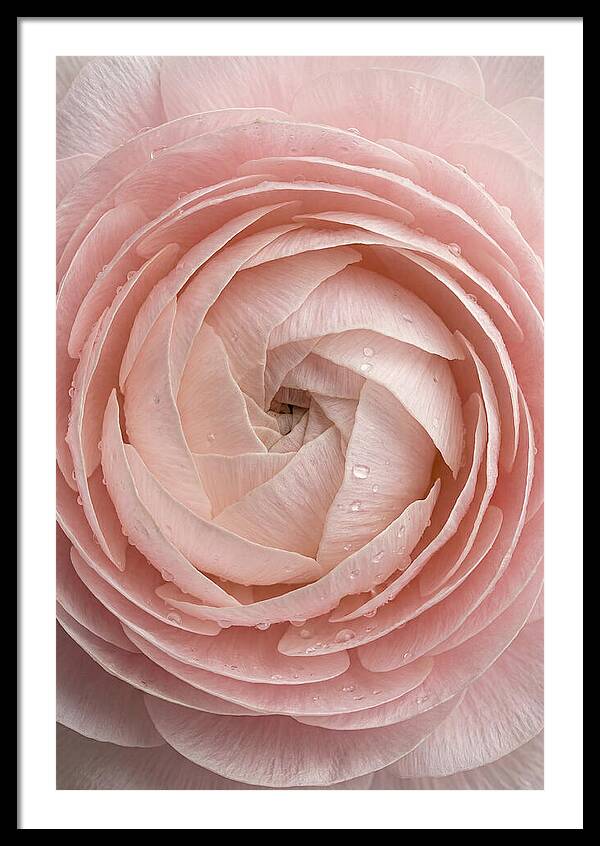Ranunculus Blossom Elegance