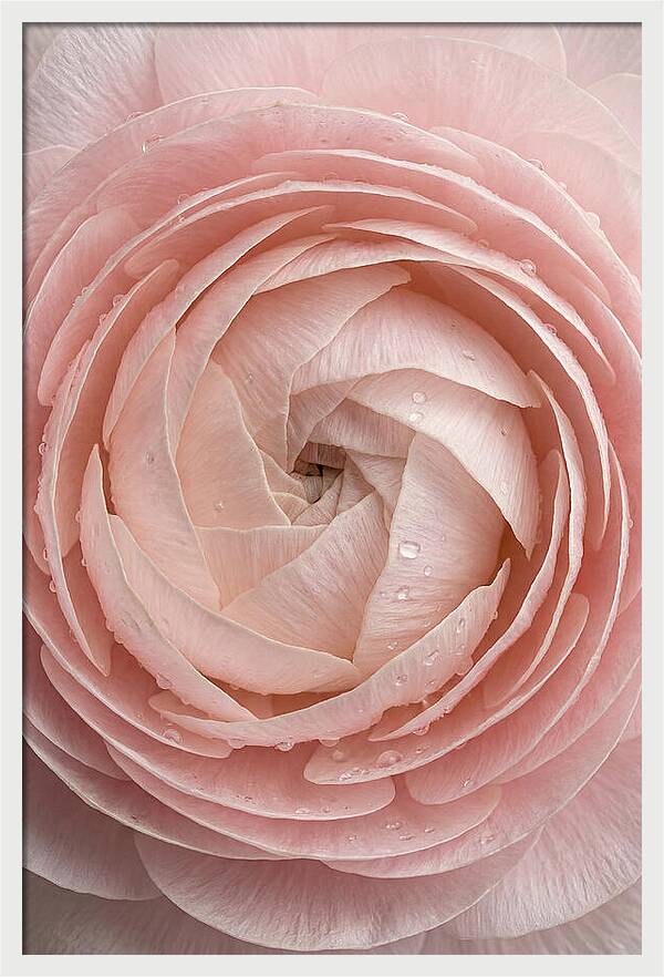 Ranunculus Blossom Elegance