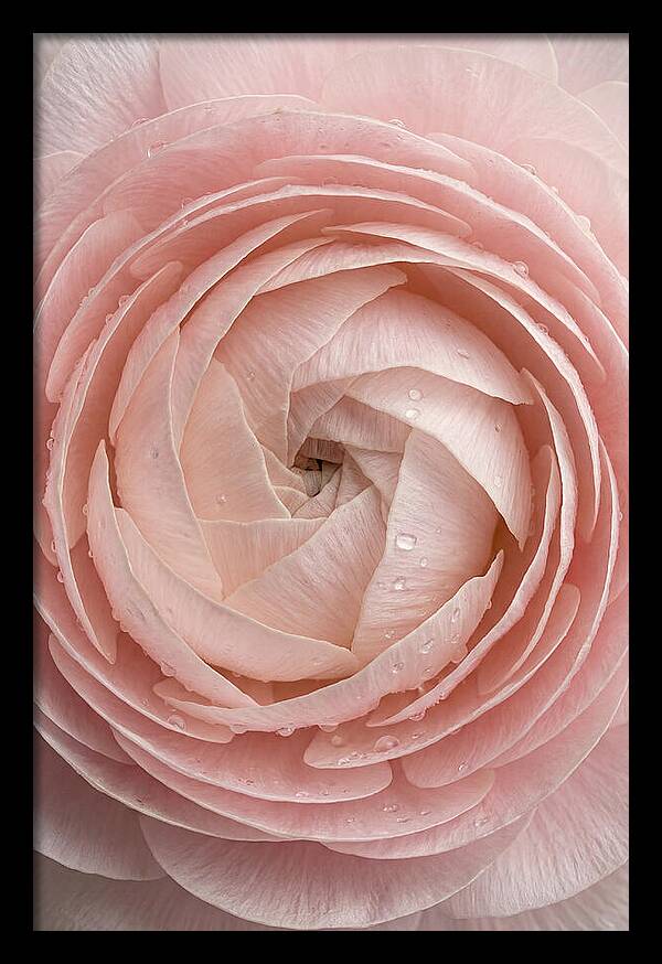 Ranunculus Blossom Elegance