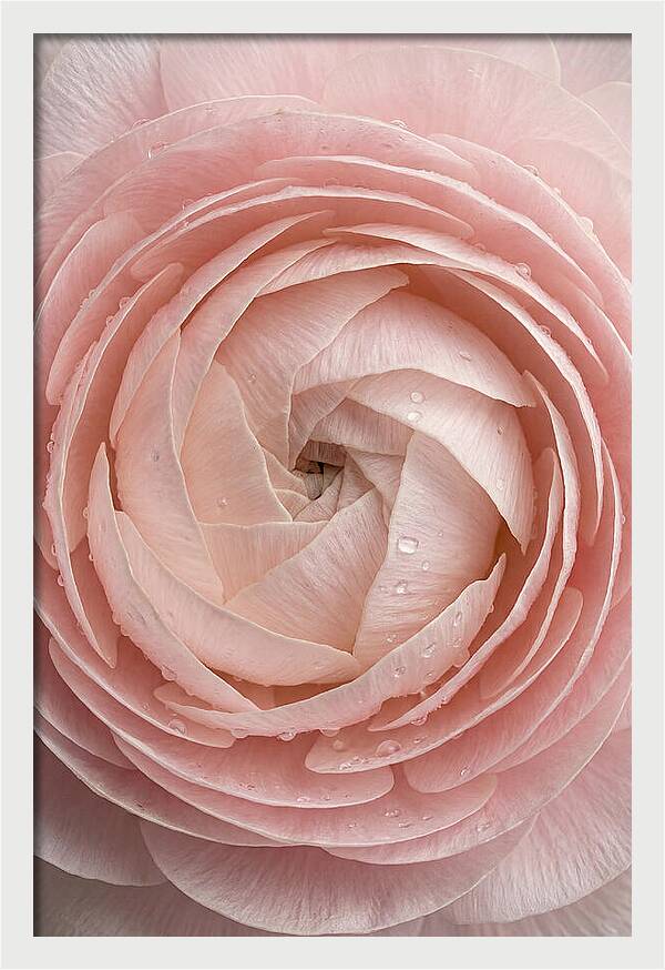 Ranunculus Blossom Elegance