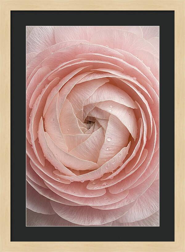 Ranunculus Blossom Elegance