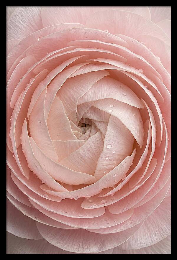Ranunculus Blossom Elegance