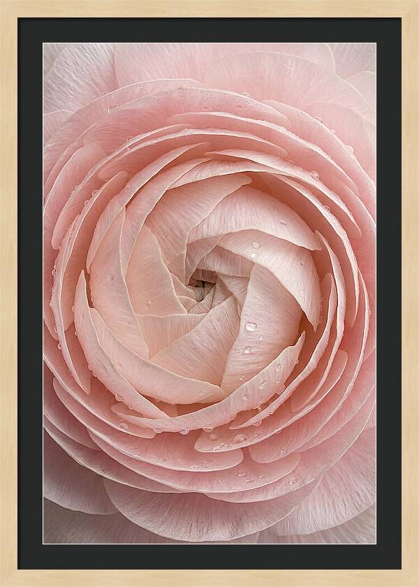 Ranunculus Blossom Elegance