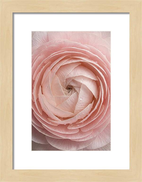 Ranunculus Blossom Elegance