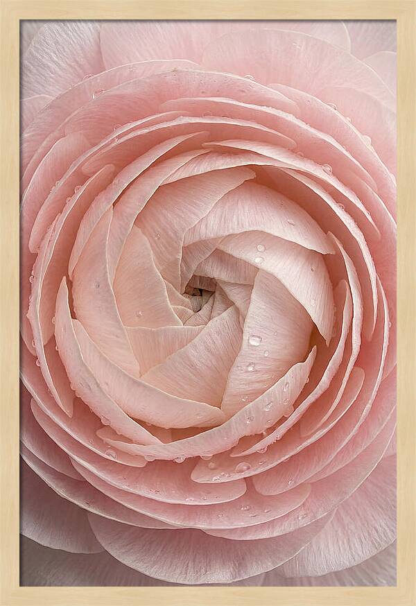 Ranunculus Blossom Elegance