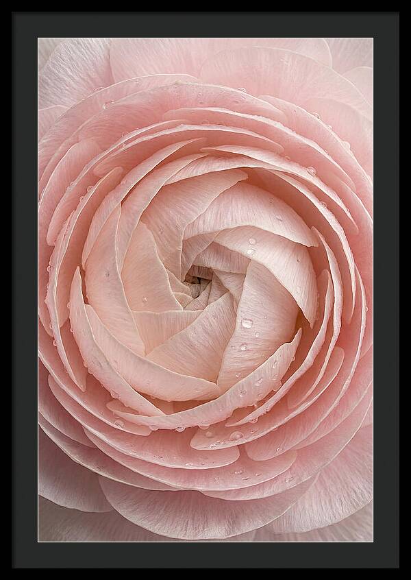 Ranunculus Blossom Elegance