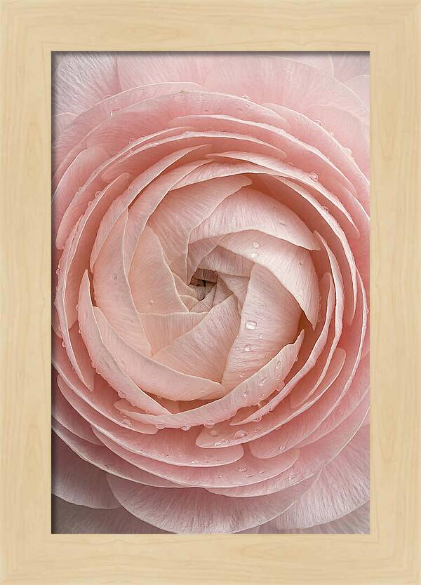 Ranunculus Blossom Elegance