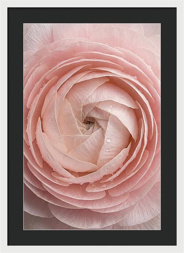 Ranunculus Blossom Elegance
