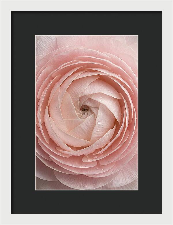 Ranunculus Blossom Elegance