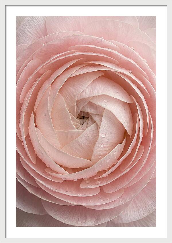 Ranunculus Blossom Elegance