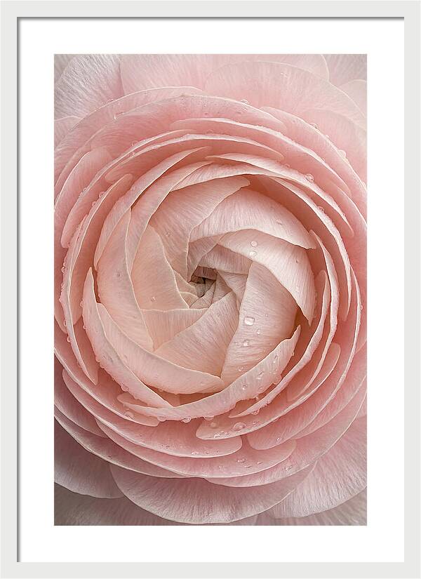 Ranunculus Blossom Elegance