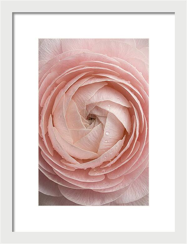 Ranunculus Blossom Elegance