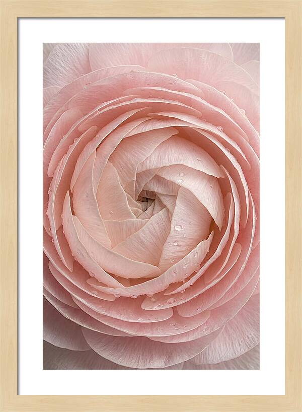 Ranunculus Blossom Elegance
