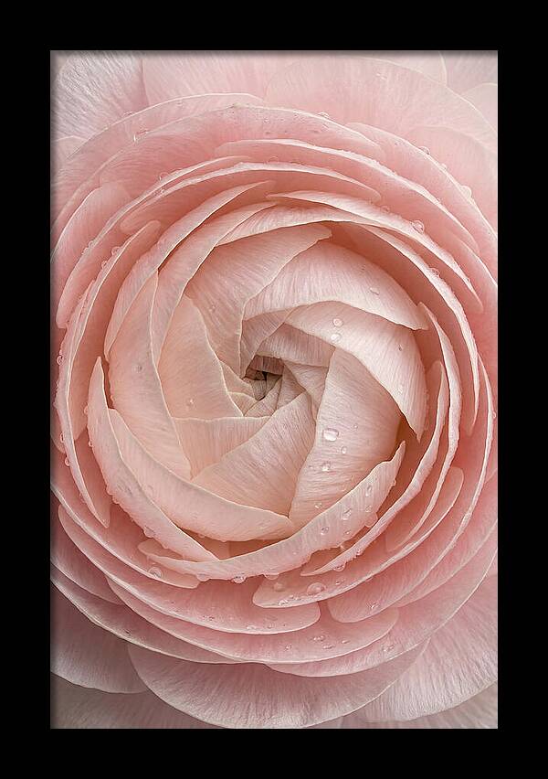 Ranunculus Blossom Elegance