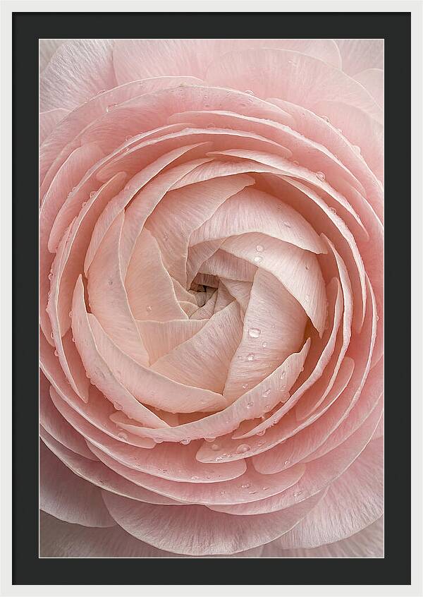 Ranunculus Blossom Elegance