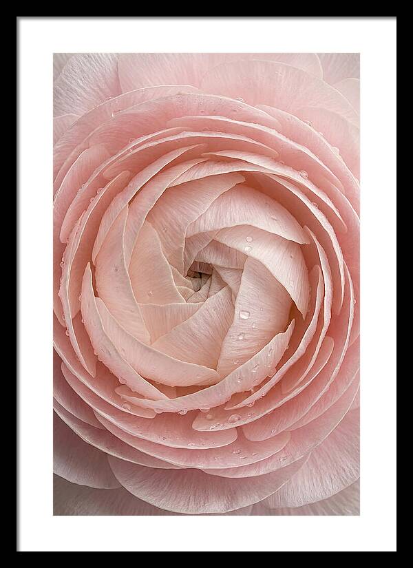 Ranunculus Blossom Elegance