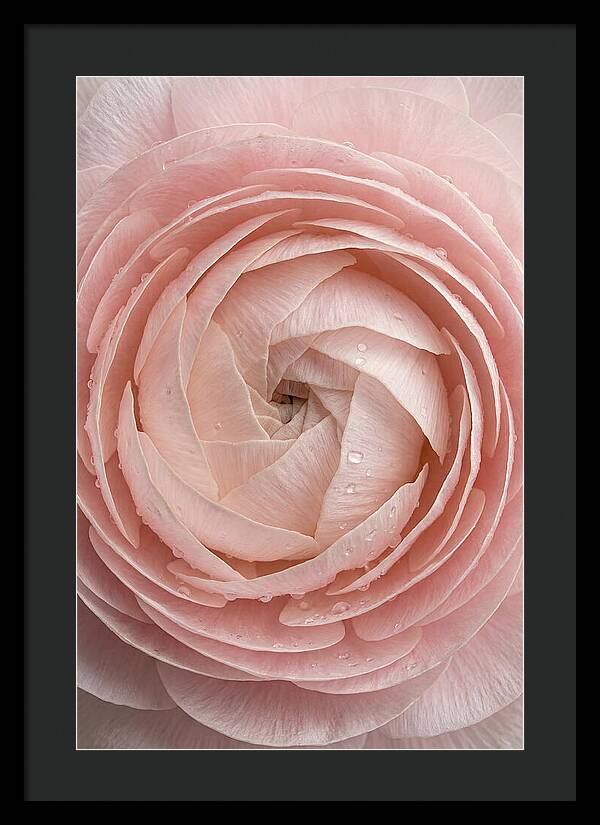 Ranunculus Blossom Elegance