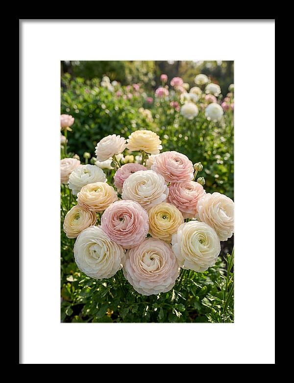 Ranunculus Layers In Bloom