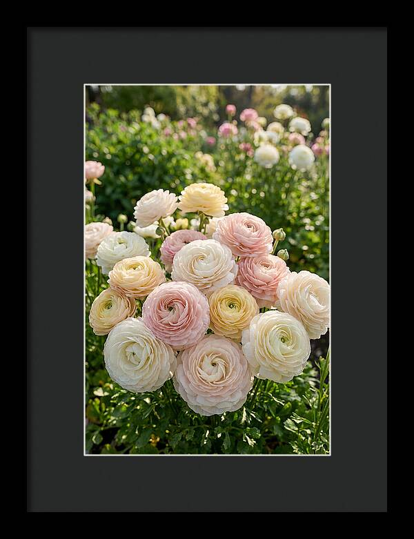 Ranunculus Layers In Bloom