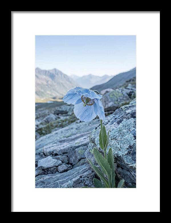 Rare Blue Flower In A Mountain Landscape