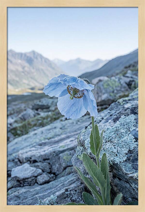 Rare Blue Flower In A Mountain Landscape