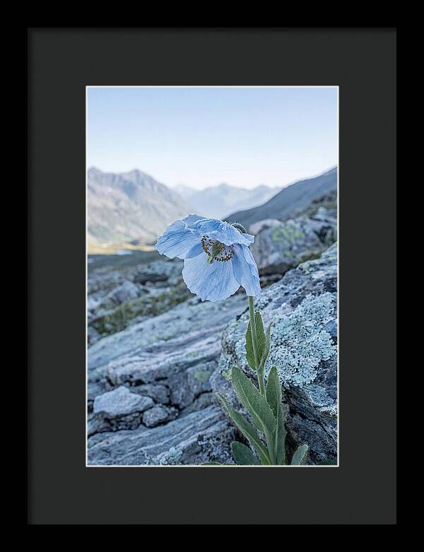 Rare Blue Flower In A Mountain Landscape
