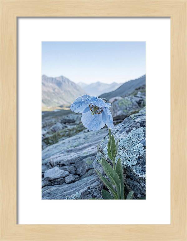 Rare Blue Flower In A Mountain Landscape