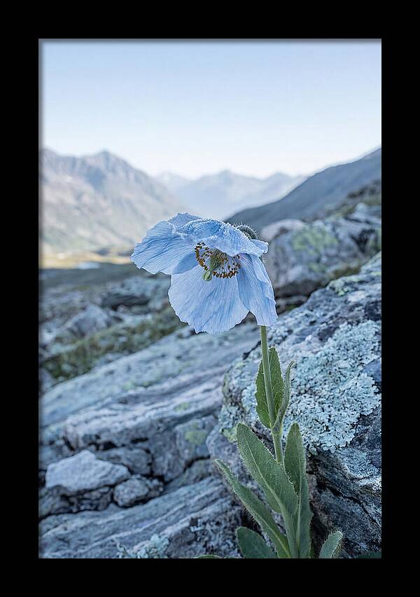 Rare Blue Flower In A Mountain Landscape