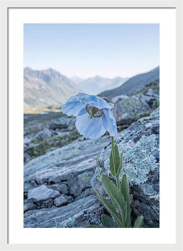 Rare Blue Flower In A Mountain Landscape