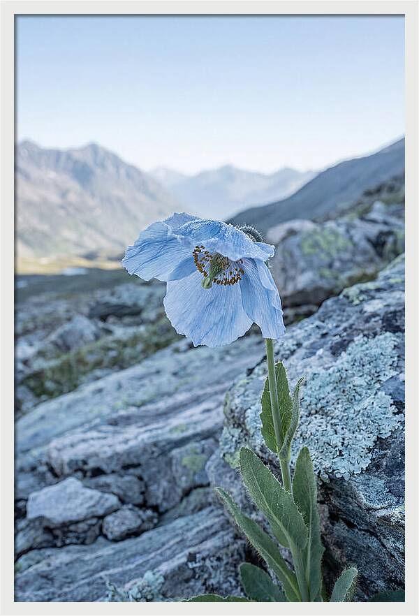 Rare Blue Flower In A Mountain Landscape