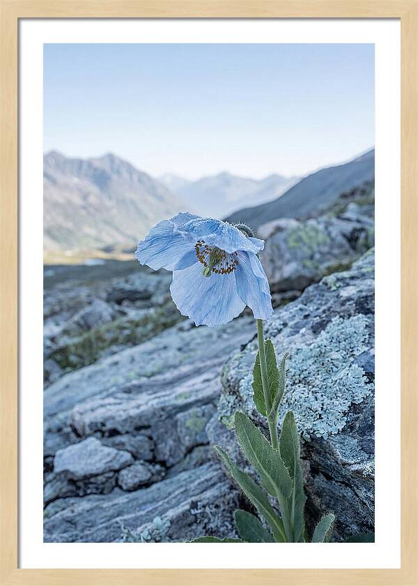 Rare Blue Flower In A Mountain Landscape