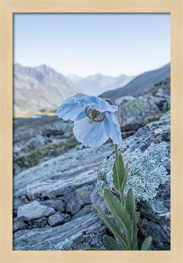 Rare Blue Flower In A Mountain Landscape