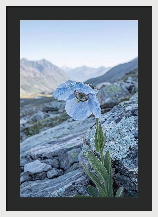 Rare Blue Flower In A Mountain Landscape