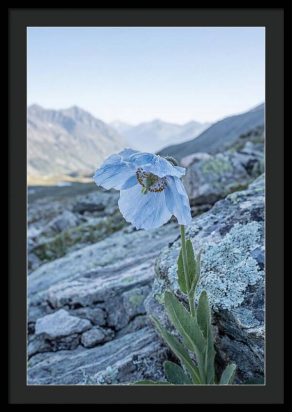 Rare Blue Flower In A Mountain Landscape