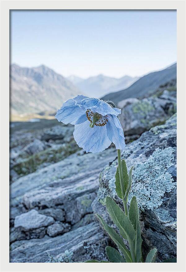 Rare Blue Flower In A Mountain Landscape
