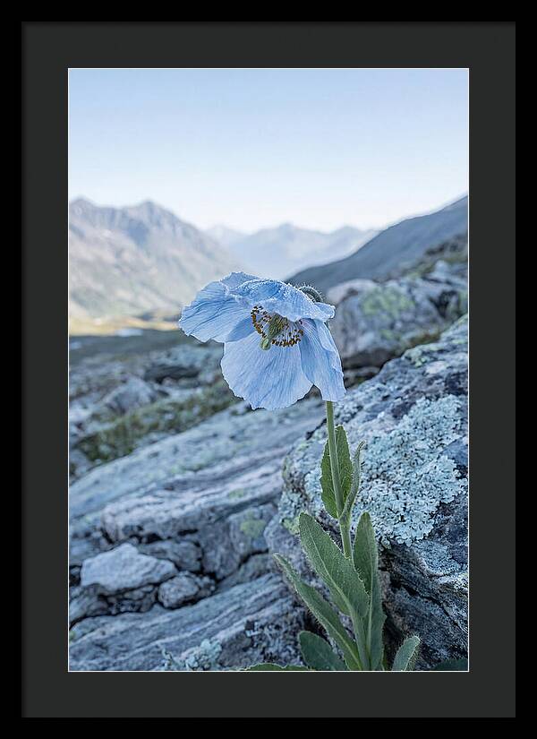 Rare Blue Flower In A Mountain Landscape