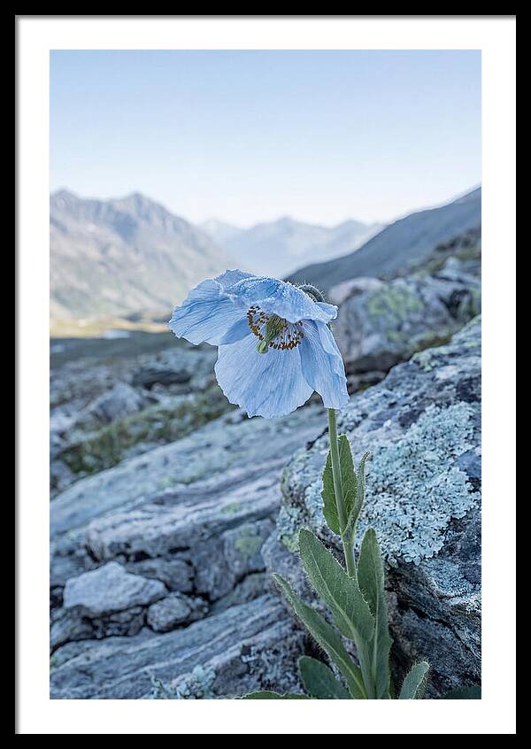 Rare Blue Flower In A Mountain Landscape