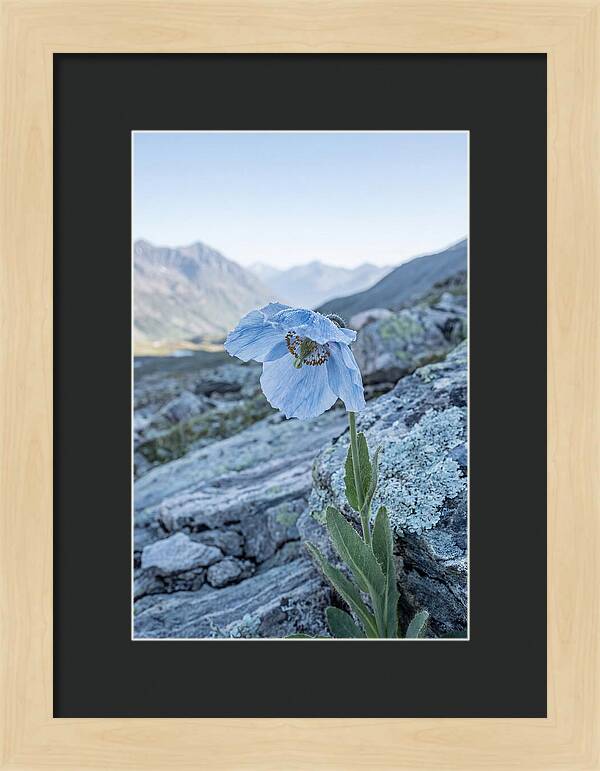 Rare Blue Flower In A Mountain Landscape