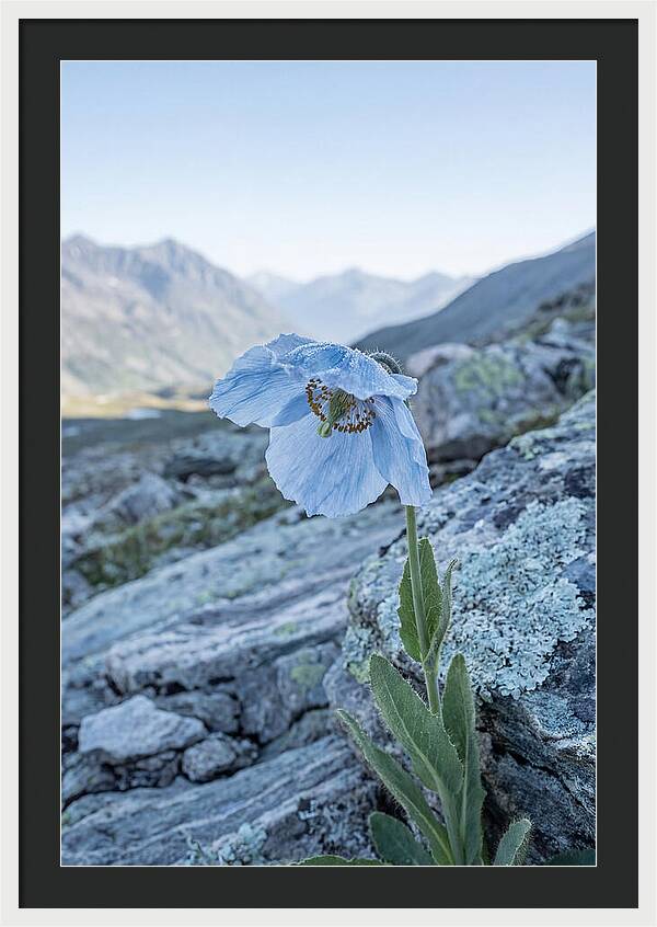Rare Blue Flower In A Mountain Landscape