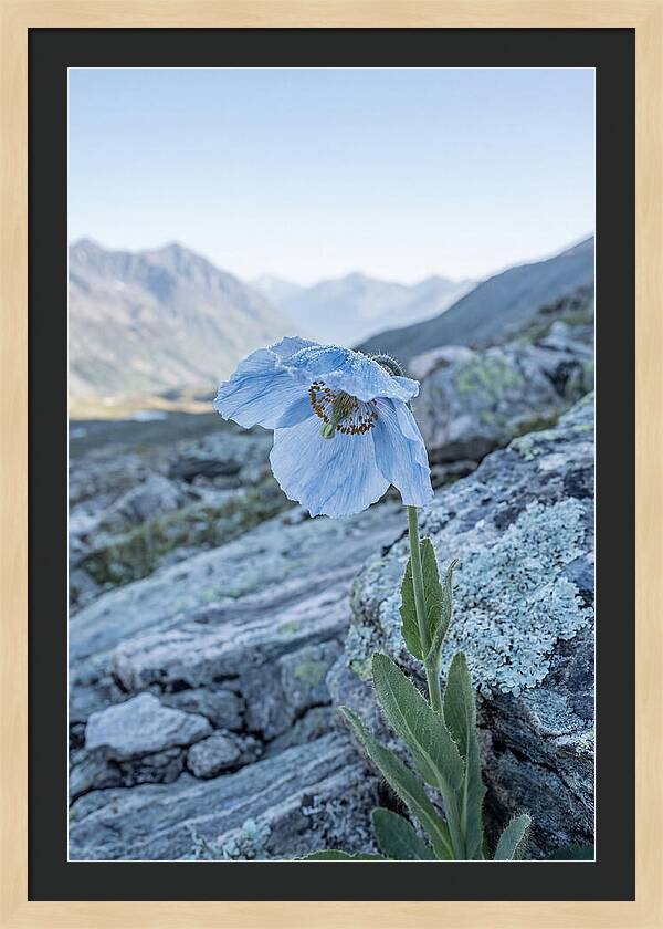 Rare Blue Flower In A Mountain Landscape