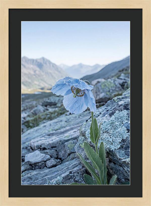 Rare Blue Flower In A Mountain Landscape