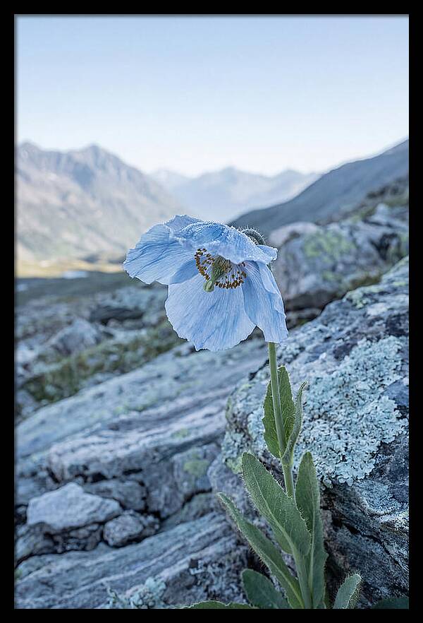 Rare Blue Flower In A Mountain Landscape