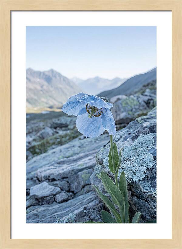 Rare Blue Flower In A Mountain Landscape