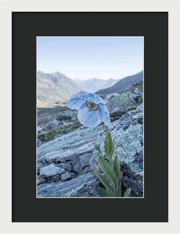 Rare Blue Flower In A Mountain Landscape
