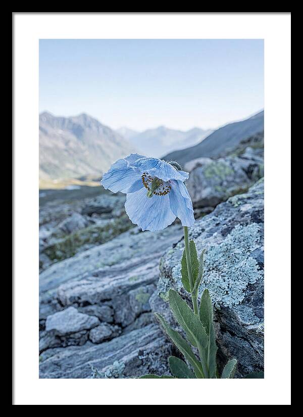 Rare Blue Flower In A Mountain Landscape