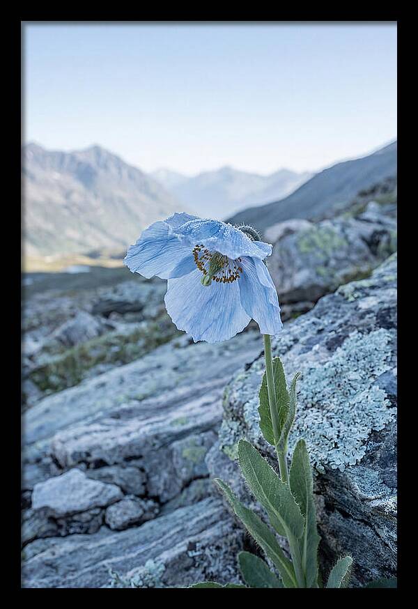 Rare Blue Flower In A Mountain Landscape