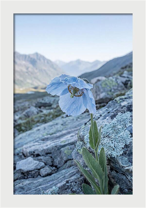 Rare Blue Flower In A Mountain Landscape