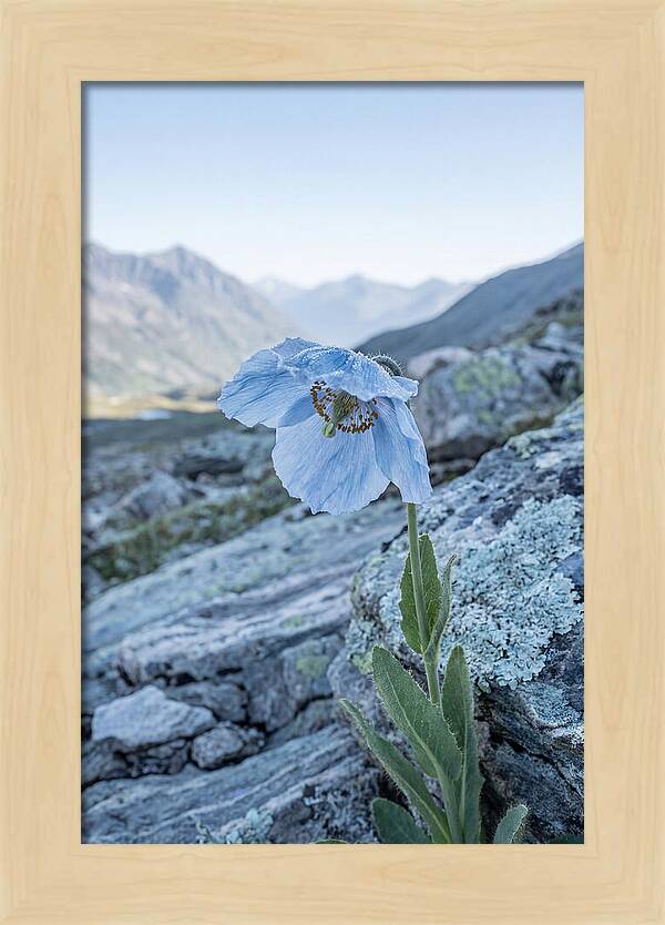 Rare Blue Flower In A Mountain Landscape