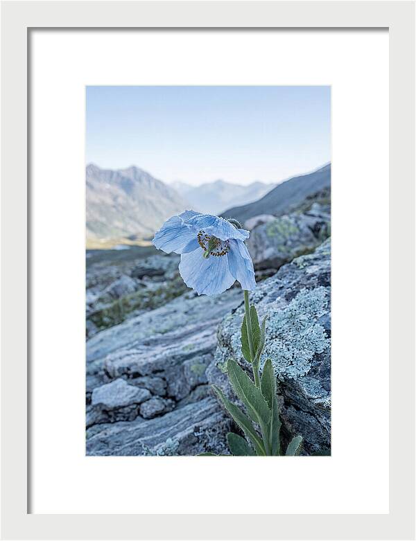 Rare Blue Flower In A Mountain Landscape